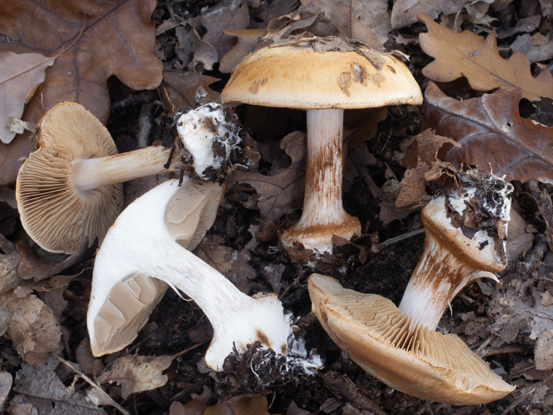 Cortinarius osmophorus